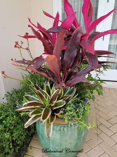 VeroBeach_BotanicalConcepts_Container Gardening_colorful_foliage_flowers