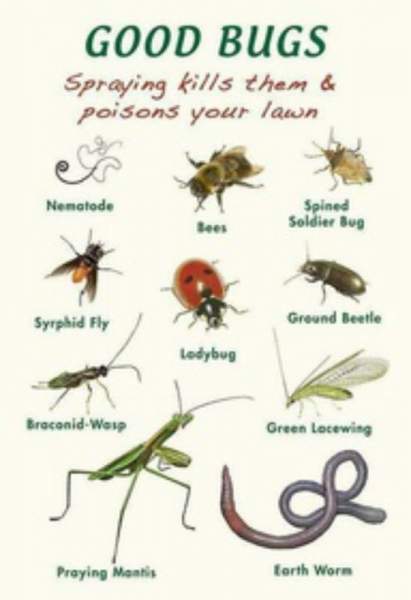 Beneficial Insects Chart