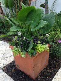  VeroBeach_BotanicalConcepts_Container_Gardening