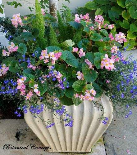 VeroBeach_BotanicalConcepts_Container_Gardening_shade