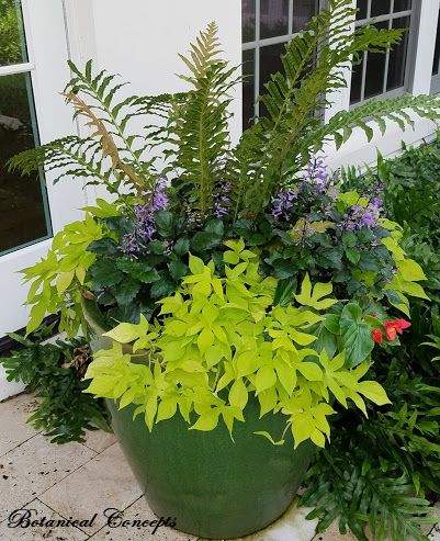 VeroBeach_BotanicalConcepts_Container_Gardening_foliage_flowers