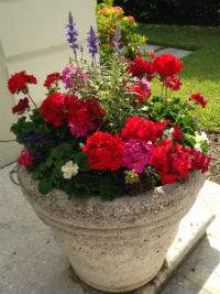   VeroBeach_BotanicalConcepts_Container_Gardening