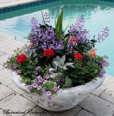 VeroBeach_BotanicalConcepts_Container_Gardening_large_bowl_mixed_annuals