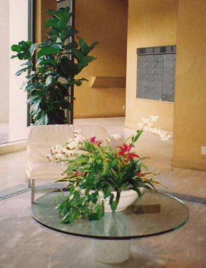 VeroBeach_Botanical_Concepts_Indoor_Plants
