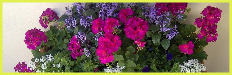VeroBeach_Botanical_Concepts__Fine_Gardening_Services