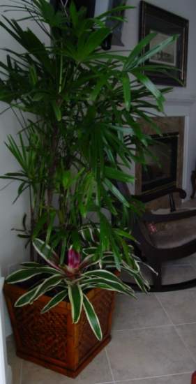 VeroBeach_Botanical_Concepts_Indoor_Plants